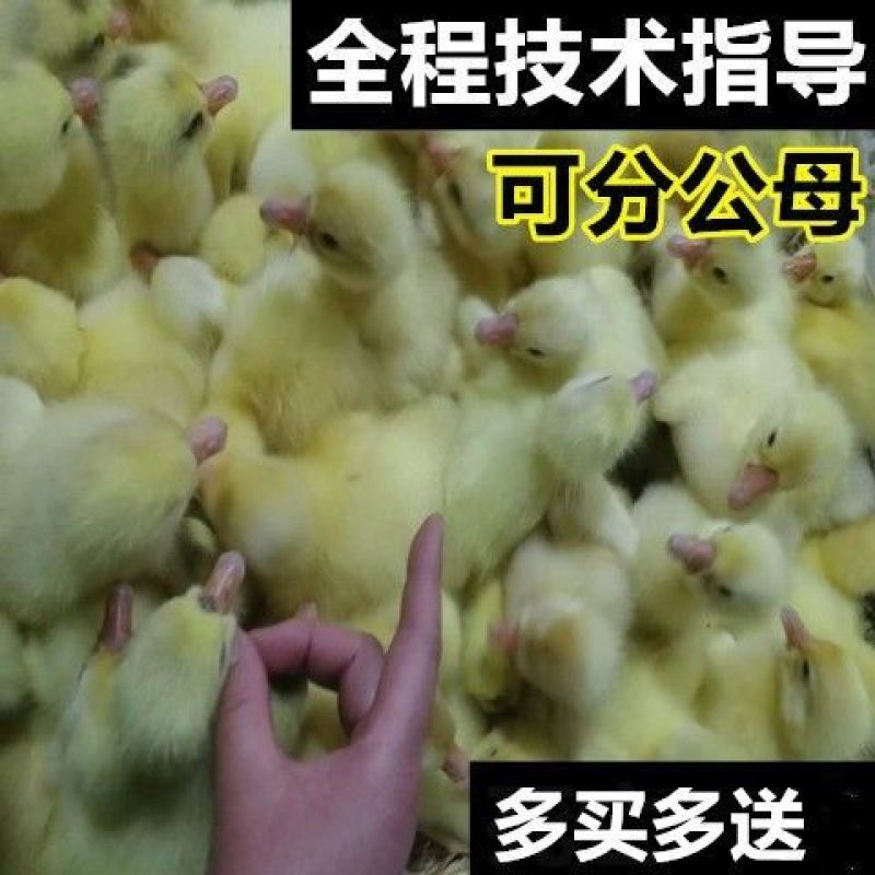 【三花鹅苗】厂家直供鹅苗大量有货诚信服务经营包售后
