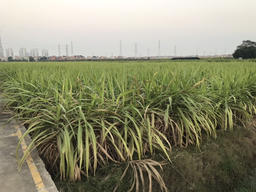 黑皮甘蔗田间成熟植株全景:展示自然生长状态下的典型甘蔗样子,包括茎色、节间长度、叶片形态及土壤环境 黑皮甘蔗整株特写:阳光下三根成熟黑皮甘蔗直立生长于湿润红壤田中,茎秆粗壮匀称,高度约2.2米,表皮呈深紫褐色带油亮光泽,节间清晰可见,每节长约15–18厘米,节环凸起呈浅褐色,顶部保留3–4片青绿色剑形叶片,叶脉明显,叶缘微刺