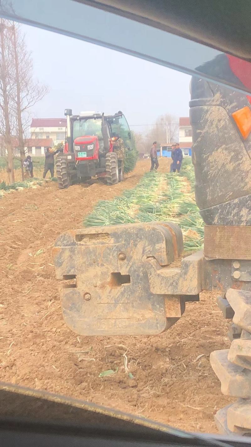 南通启东大葱大量上市20000斤起售