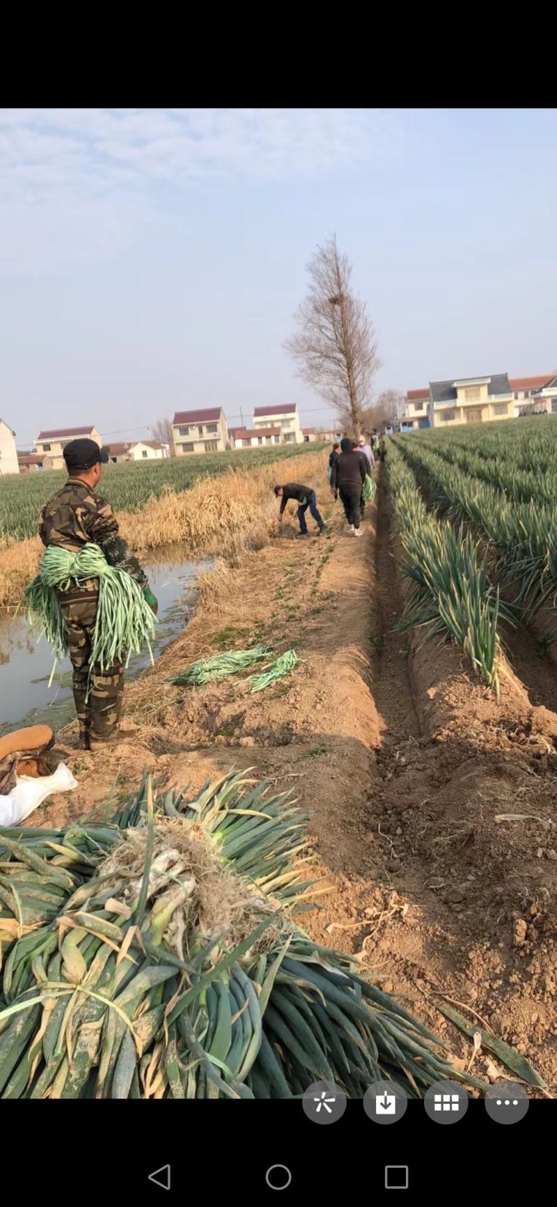 南通启东大葱大量上市20000斤起售