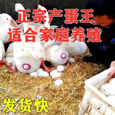 产蛋白子鹅厂家直供低价出售打销量质量