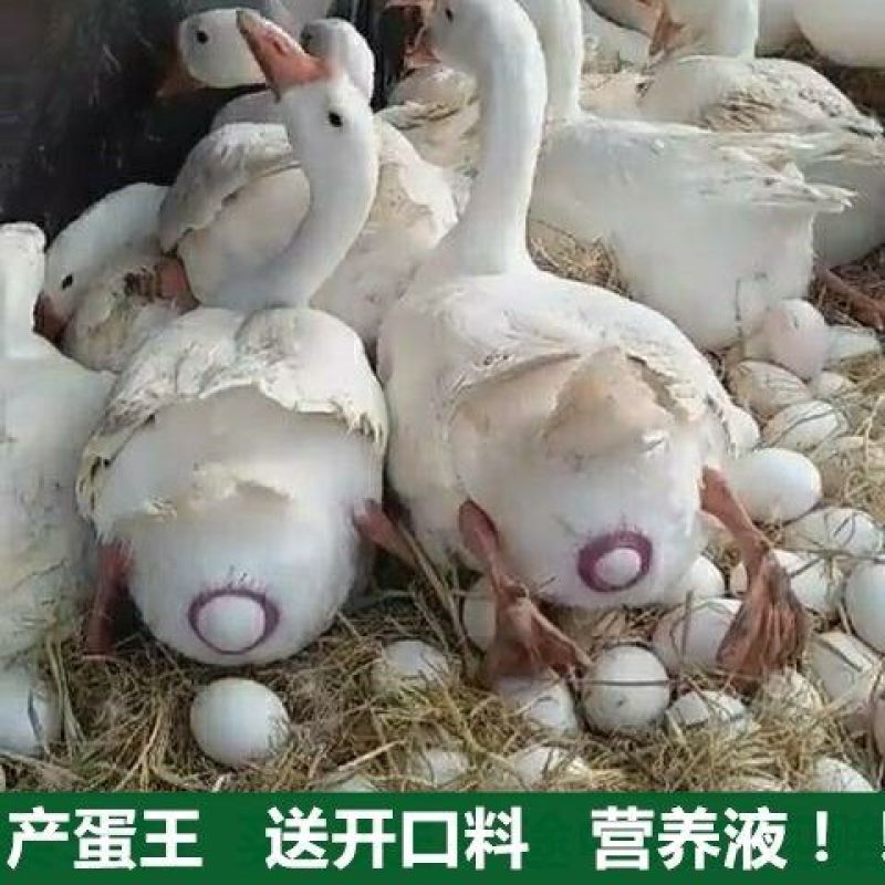 产蛋白子鹅厂家直供低价出售打销量质量