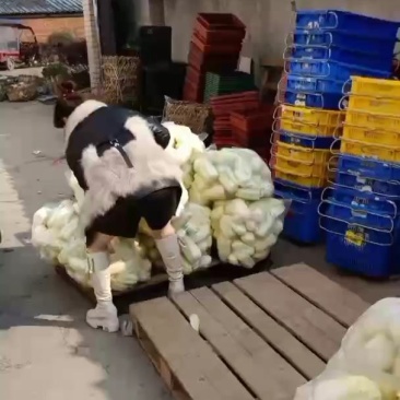 精品娃娃菜