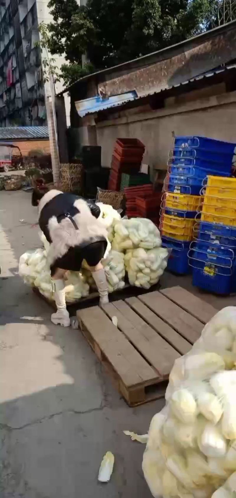 精品娃娃菜