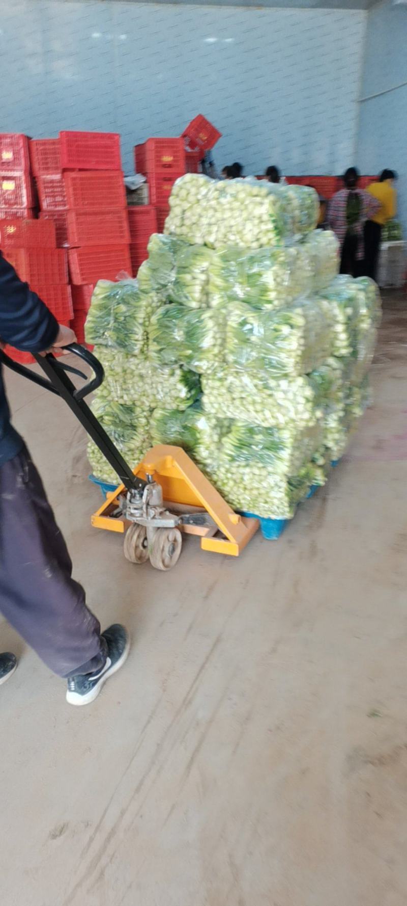 山东曹县蔬菜基地，，全国代办，代收
