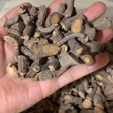 云南普洱深山里的生藤_干货