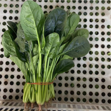 精品菠菜大量上市欢迎咨询