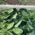精品菠菜大量上市欢迎咨询