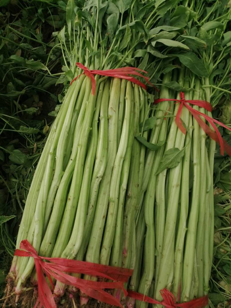 菠菜梗