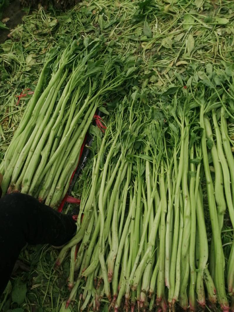 菠菜梗