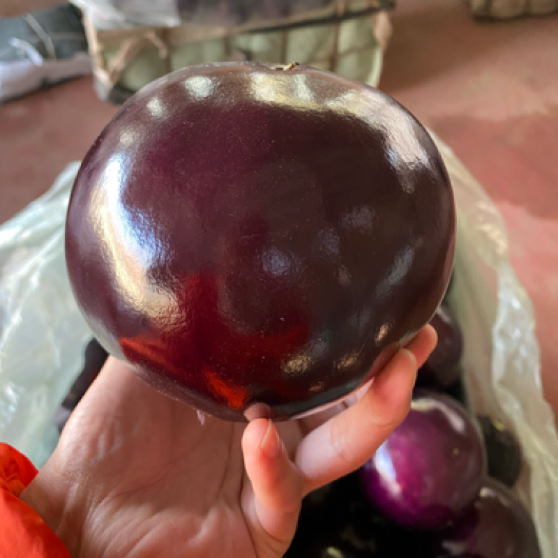 精品圆茄
