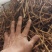 吉林省长白山野生蒲公英根，种植野生都有，手选