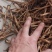 吉林省长白山野生蒲公英根，种植野生都有，手选