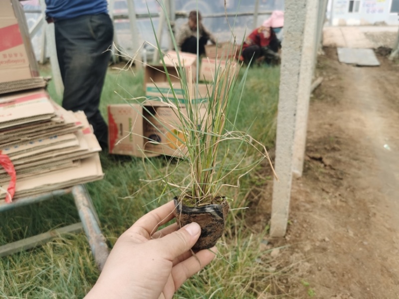 粉黛乱子草，多年生草本秋季花色艳丽观赏价值高