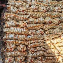 陕西榆林土豆马铃薯226土豆各品种土豆产地直发