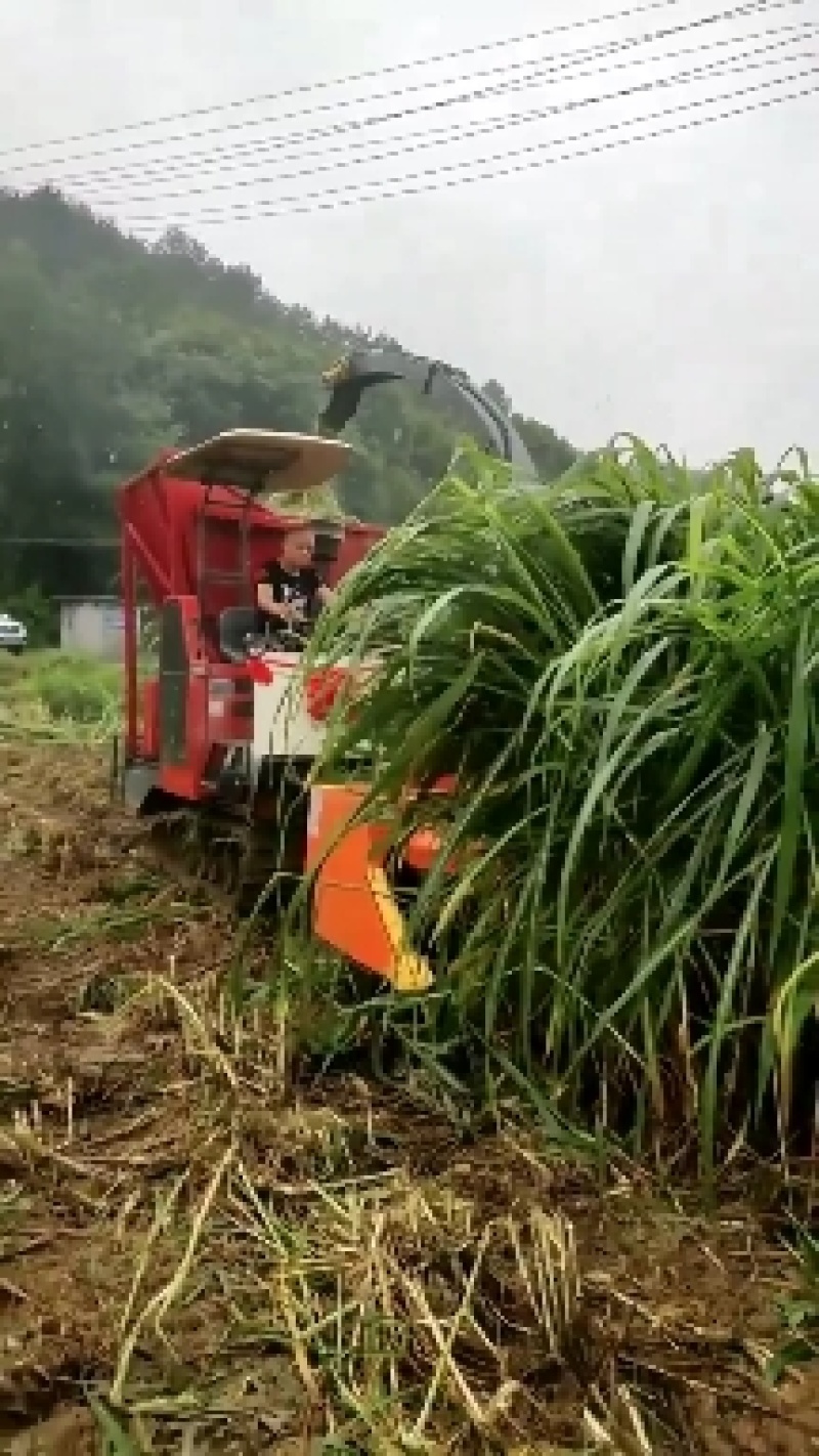 青贮机履带式转盘青储机收割玉米秸秆青储饲料收割机黄储机器