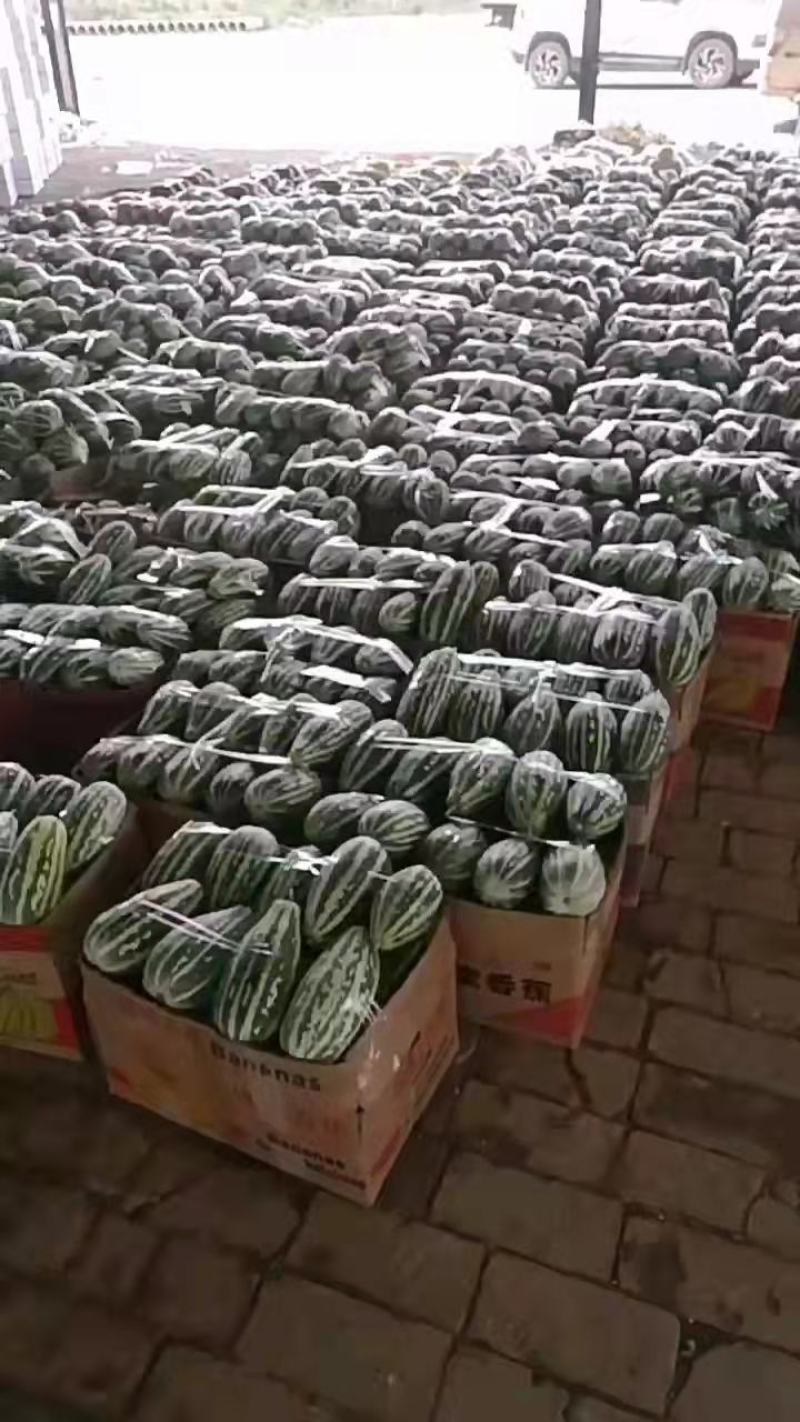 博洋甜瓜上市，皮薄多汁，清脆可口，欢迎电商批发商前来订购