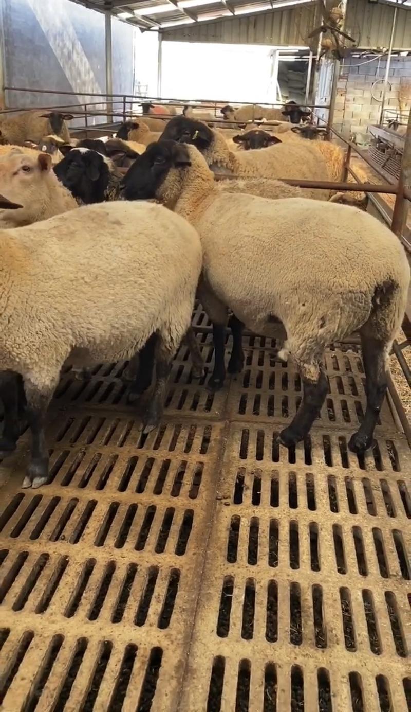 萨福克绵羊，头胎二胎怀孕母羊，种公羊，全国包邮