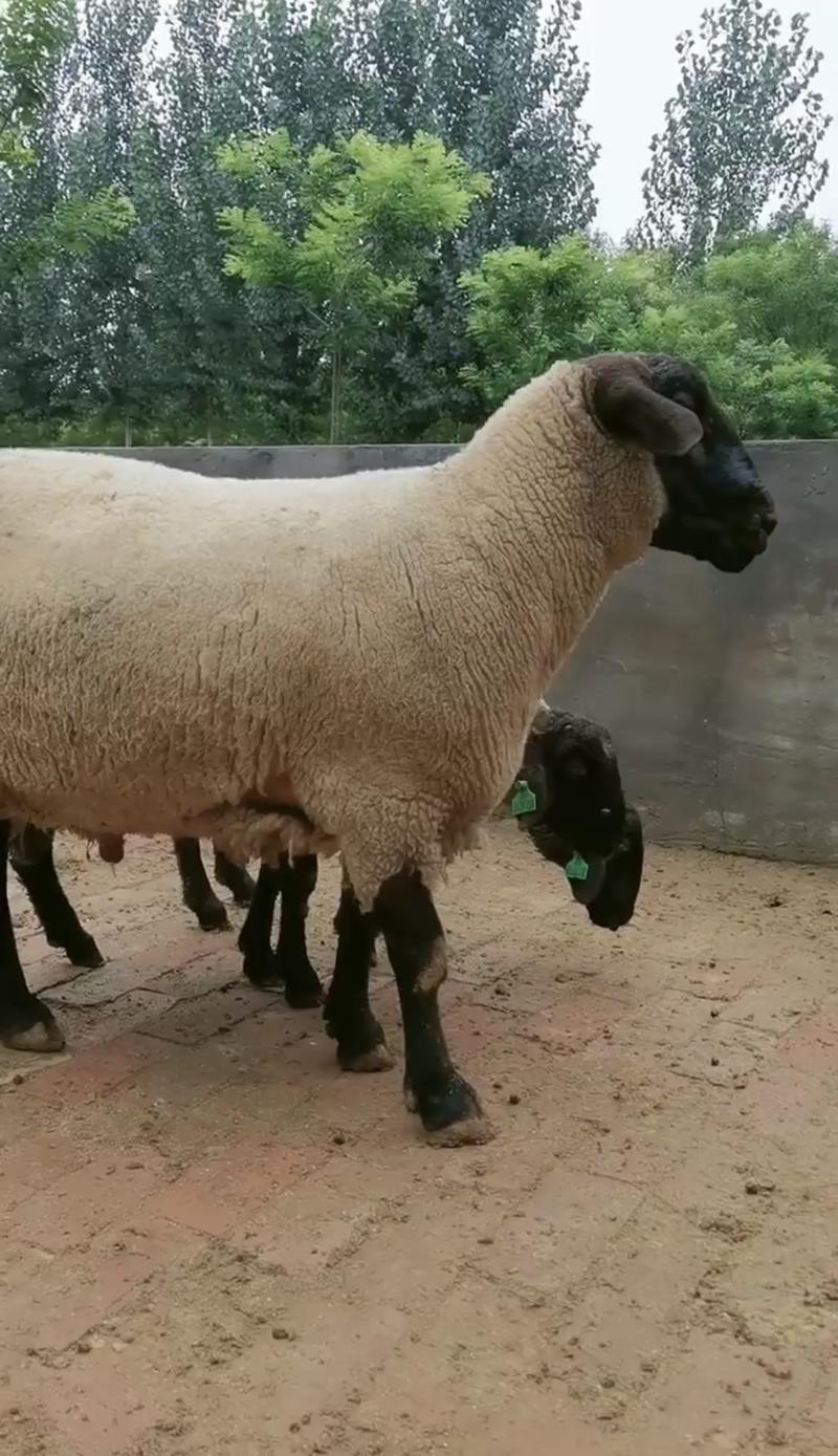 萨福克绵羊，头胎二胎怀孕母羊，种公羊，全国包邮