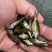 裸鲤鱼苗，优质无鳞鲤鱼，场地直销技术指导送货上门