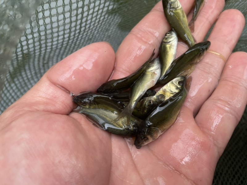 裸鲤鱼苗，优质无鳞鲤鱼，场地直销技术指导送货上门