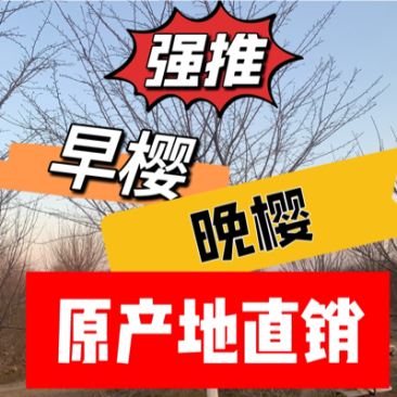 樱花樱花树5-30公分染井吉野阳光樱高杆樱花大量供应