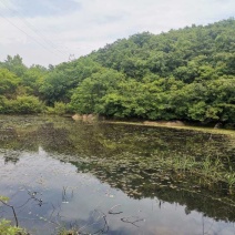 山地农场出租或转让，地处随县殷店镇，是种植养殖的佳地