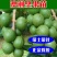 澳洲坚果苗夏威夷果苗树苗嫁接矮化广西桂热一号庭院地栽四季