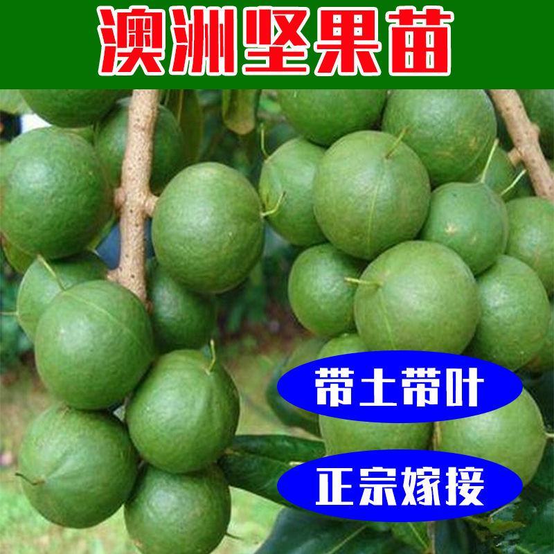 澳洲坚果苗夏威夷果苗树苗嫁接矮化广西桂热一号庭院地栽四季