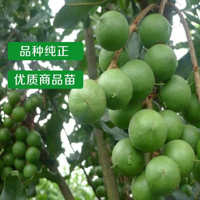 澳洲坚果苗夏威夷果苗树苗嫁接矮化广西桂热一号庭院地栽四季