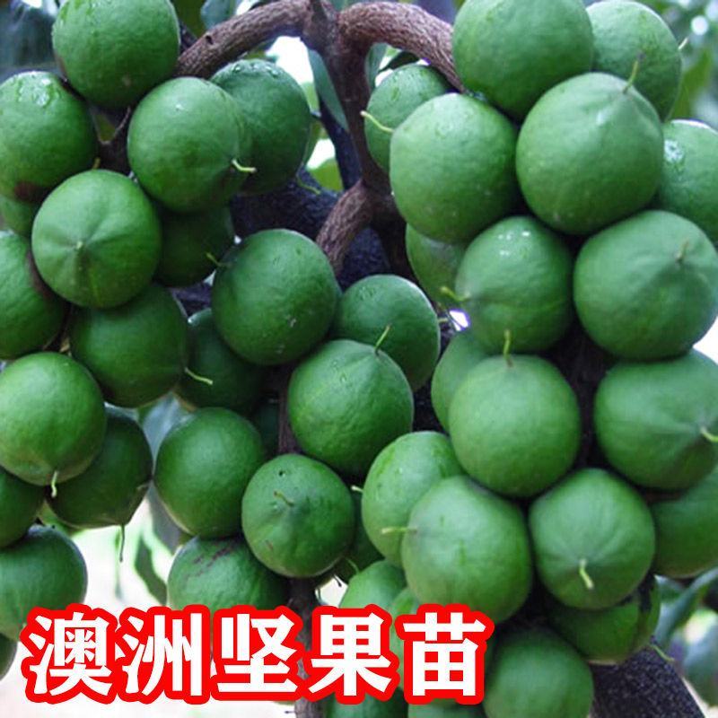 澳洲坚果苗夏威夷果苗树苗嫁接矮化广西桂热一号庭院地栽四季