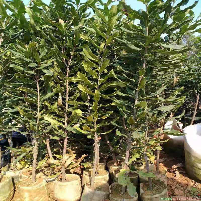 澳洲坚果苗夏威夷果苗树苗嫁接矮化广西桂热一号庭院地栽四季