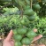 澳洲坚果苗夏威夷果苗树苗嫁接矮化广西桂热一号庭院地栽四季