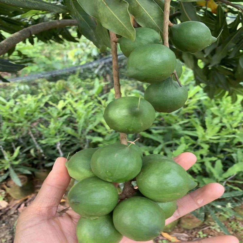 澳洲坚果苗夏威夷果苗树苗嫁接矮化广西桂热一号庭院地栽四季