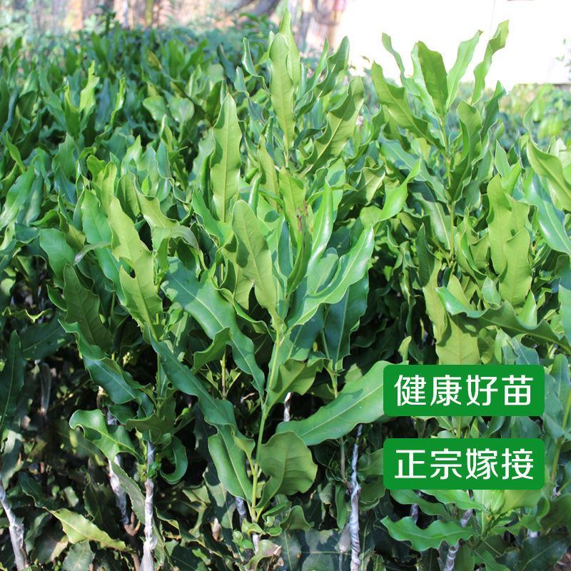 澳洲坚果苗夏威夷果苗树苗嫁接矮化广西桂热一号庭院地栽四季