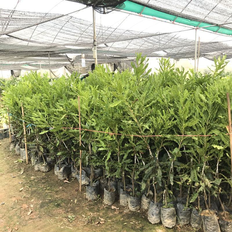 澳洲坚果苗夏威夷果苗树苗嫁接矮化广西桂热一号庭院地栽四季