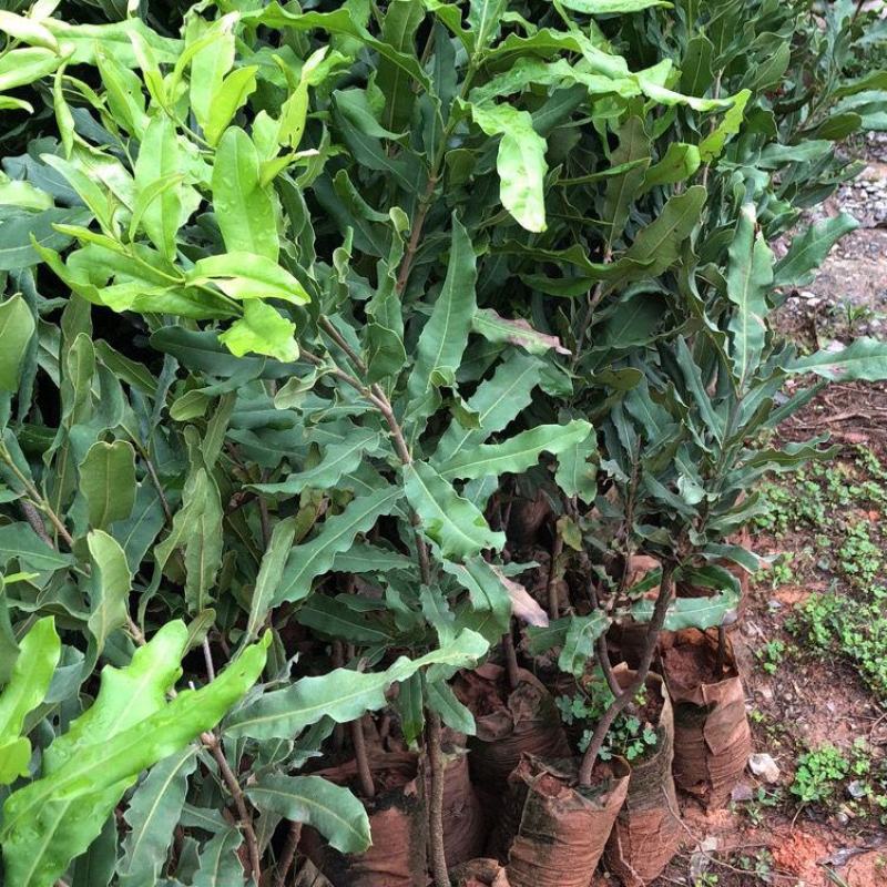澳洲坚果苗夏威夷果苗树苗嫁接矮化广西桂热一号庭院地栽四季