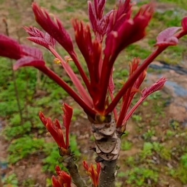 巴山红香椿，色泽味美，红艳欲滴，即将大量上市