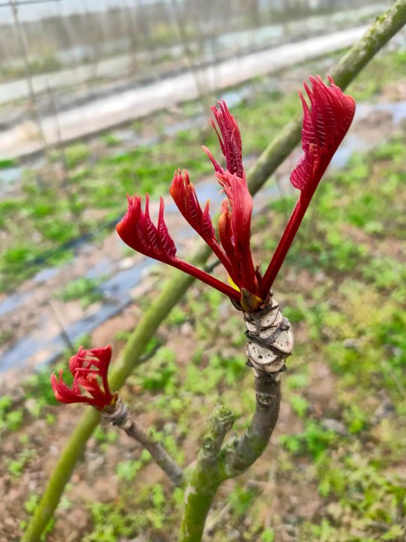 巴山红香椿，色泽味美，红艳欲滴，即将大量上市