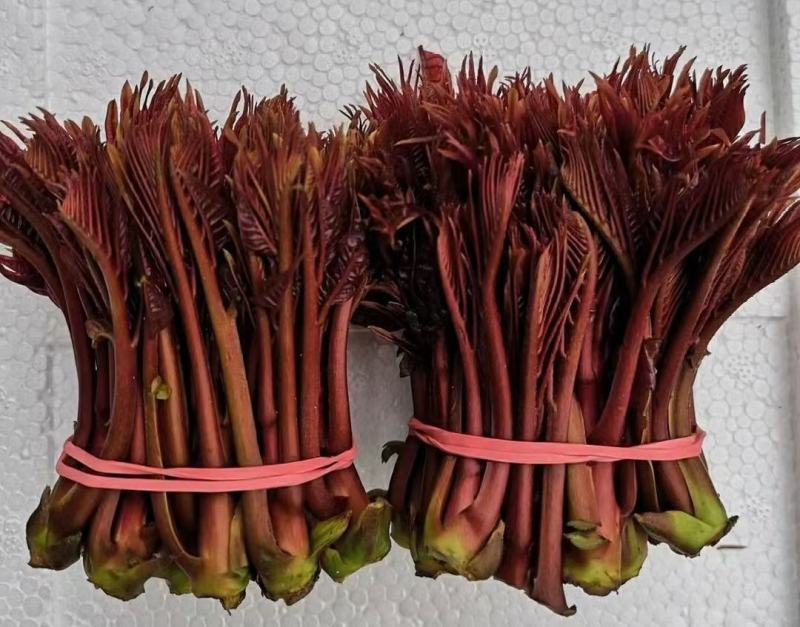 巴山红香椿，色泽味美，红艳欲滴，即将大量上市