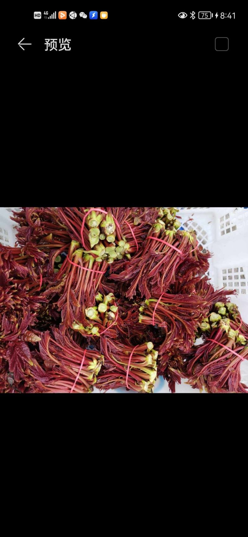 巴山红香椿，色泽味美，红艳欲滴，即将大量上市