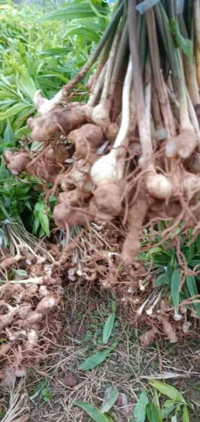 高杆大卷叶六叶多花姜型不到苗甜甜黄精种苗