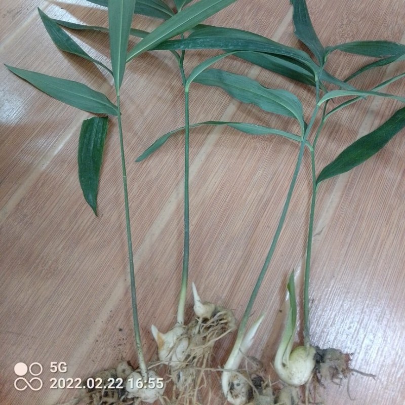 高杆大卷叶六叶多花姜型不到苗甜甜黄精种苗