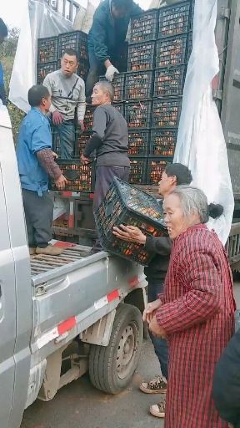 不知火丑柑产地大量出货全国供应对接一切渠道合作