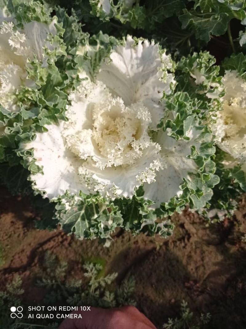 鸽系欧系羽衣甘蓝自家苗圃直售，价格低，质量好，欢迎询