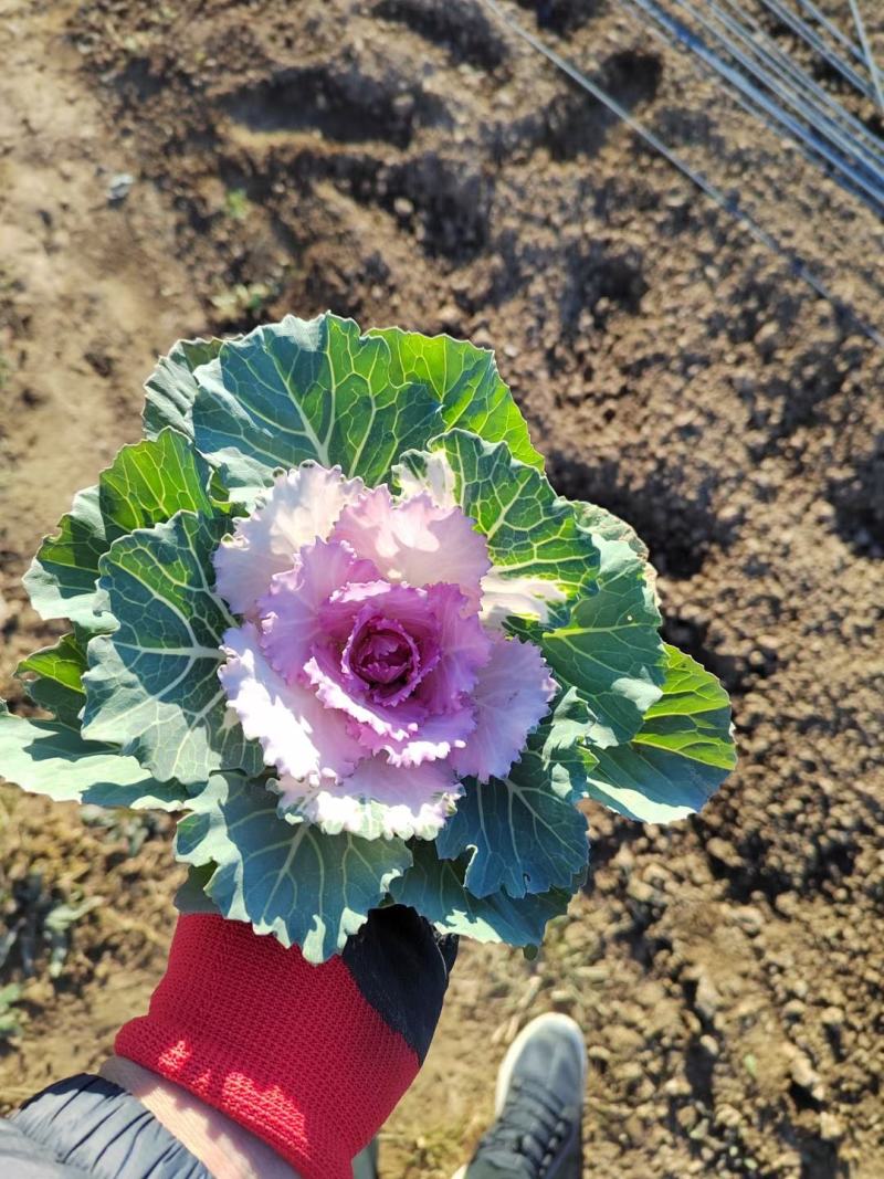 鸽系欧系羽衣甘蓝自家苗圃直售，价格低，质量好，欢迎询