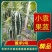 （精品推荐）博洋9号甜瓜大量供应市场电商专业代收