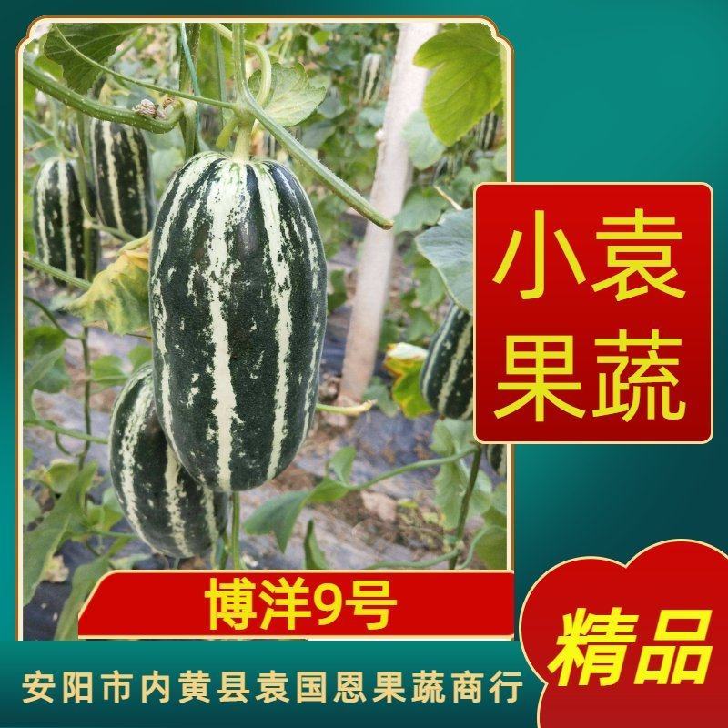 （精品推荐）博洋9号甜瓜大量供应市场电商专业代收