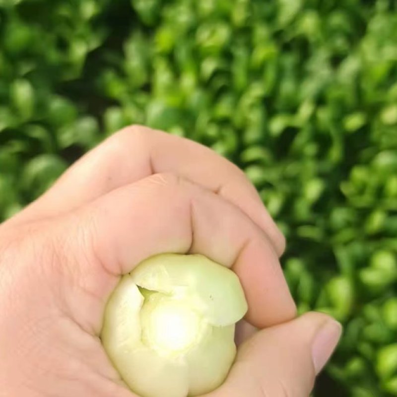 上海青【精选】精品上海清油菜现货，产地直发，常年供应