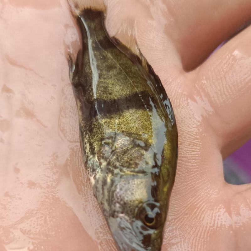桂鱼苗，场地直销，可视频看货，量大从优，